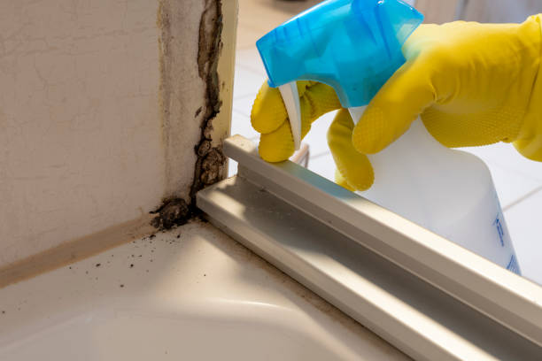 Best Bathroom Mold Remediation in Sumner, IA