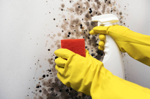 Best Basement Mold Remediation in Sumner, IA