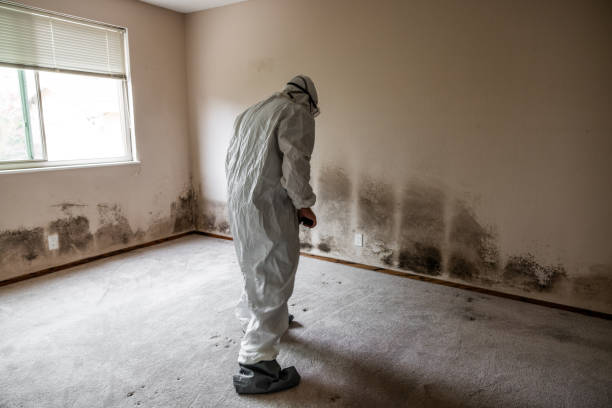 Best Post-Flood Mold Remediation in Sumner, IA